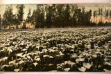 NEW LISTINGpre-1915 CALLA LILY FLOWER FIELD in Los Angeles California CA postcard v1083