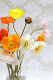 Poppies by Stocksy Contributor "Susan Findlay" Flower Delivery