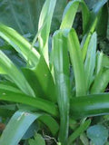 White Southern Spider Lily Hymenocallis Bulb Tropical Fragrant Flower Live Plant