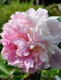 Peonies - Page 4 Flower Delivery
