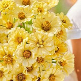 25 Cream Yellow 'Isabellina' Zinnias seed