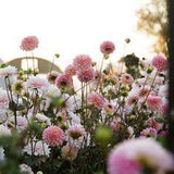 My (new) Favourite Dahlias for Cutting Flower Delivery