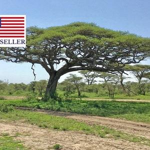 Acacia tortilis - Umbrella Thorn Tree - 5 Seeds