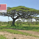 Acacia tortilis - Umbrella Thorn Tree - 5 Seeds