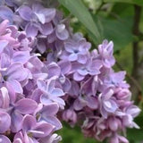 Beautiful Common Lilac Flowering  30 Seeds