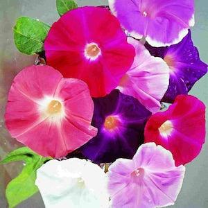50 Pcs Beautiful  Morning Glory Mixed Colors Flower Seeds-IPOMOAEA/ (FL047)