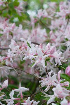 Native Azalea or Wild Honeysuckle? Flower Delivery