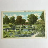 Lubbock Texas Scene Mackenzie State Park Flower Linen Postcard Water Lily