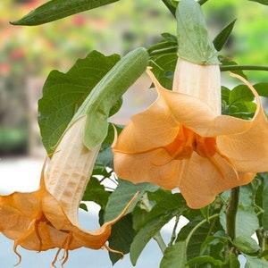 Angel Trumpet Orange (Brugmansia suaveolens Orange) 10 Plant Seeds