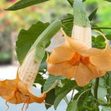 Angel Trumpet Orange (Brugmansia suaveolens Orange) 10 Plant Seeds