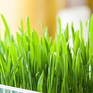 200 Seeds- Organic Cat Grass Seeds - Wheat Grass seed-J029