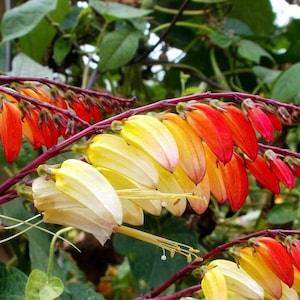 Firecracker Vine Spanish Flag Fire Vine Climbing Flowers 0.2g / 15 Seeds - Mina Lobata GMO FREE