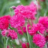 50 seeds Bachelor's Buttons ??Red Boy?? - Cornflower - Edible - Centaurea cyanus