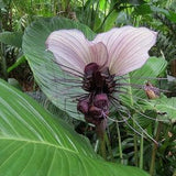 White Bat Flower {Tacca integrifolia} Rare Exotic | Stunning Blooms | Greenhouse Perennial | 5 seeds 2023 Harvest New!