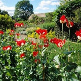 100 Pcs Poppy Danish Flag Flower Seeds-PAPAVAR SOMIFERUM---FL185