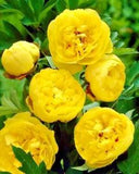 10 POLYPHYLL YELLOW TREE PEONY SEEDS - (Paeonia suffruticosa)