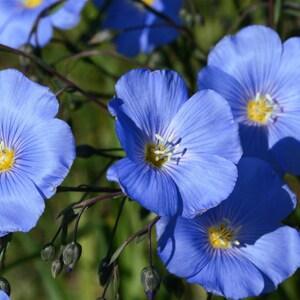 BLUE SAPPHIRE FLAX Hardy Perennial Linum Perenne Wildflower, 10 Seeds