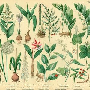 1885 Antique Garlic plant, Crocus, White hellebore Plant, Print poster Identication Orchid chart botanical  Wall Art