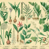 1885 Antique Garlic plant, Crocus, White hellebore Plant, Print poster Identication Orchid chart botanical  Wall Art