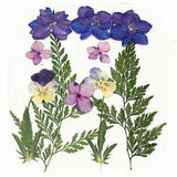 12PCS Real Pressed Dry Flower collection, leaves Flowers as picture FHT501