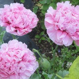 Peony-Flowered Poppy Seeds : Reds, Pinks, Purples - Easy Garden Annual