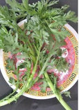350+Tong-Ho Cai-Cuc Garland Chrysanthemum Shungiku Tan-O Best Soup Veggie