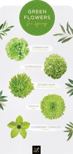 20 Types of Green Flowers - FTD.com Flower Delivery