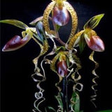 Brazilian specialties of Cypripedium flower seeds orchid 50PCS (code 30)