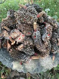 Real Magnolia Seed Pods Southern Potpourri Wreath Making Crafts Terrarium 15