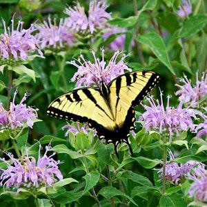 Mintleaf Bee Balm (Monarda Fistulosa) Packet of 25 seeds with New!