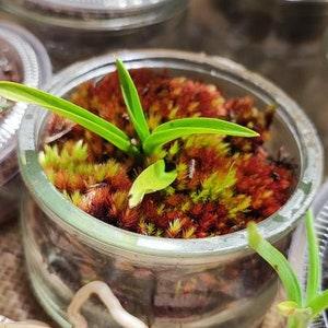 3 Tiny orchid moss terrarium, home decorations, desk decoration, perfect gift