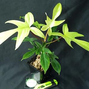 Philodendron 'Florida Ghost'