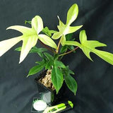 Philodendron 'Florida Ghost'