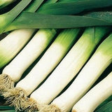 Leek - Tango 1g - 100 NON GMO Seeds - Allium Porrum