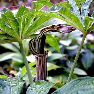 JACK In THE PULPIT Arisaema Consanguineum Himilayan Cobra Lily Perennial 5 Rare Seeds