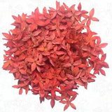 Red Small Pressed Flowers Resin Card making materials Handmade Floral crafts
