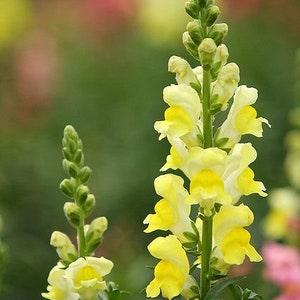 Golden Snapdragon 20 Seeds