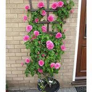 Fuchsia rose bouch seeds - 20 seeds - code 702