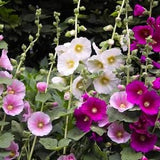Pink Purple and white Organic HOLLYHOCK SEEDS   Fresh seeds,  New- Great gift Idea