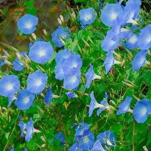 Flying Saucer Morning Glory Seeds, Ipomoea Seeds