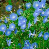 Flying Saucer Morning Glory Seeds, Ipomoea Seeds