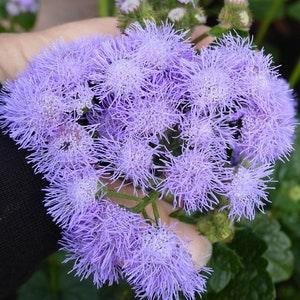 100 seeds Ageratum (Ageratum Mexicanum blue )