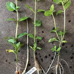 Mint Plants - 9 Varieties - 4-6" Rooted/Live Cuttings or Potted Organic Soil Mix. >APRIL 2024 PRE-ORDERS<