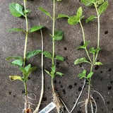 Mint Plants - 9 Varieties - 4-6" Rooted/Live Cuttings or Potted Organic Soil Mix. >APRIL 2024 PRE-ORDERS<
