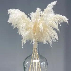 10 pcs Cream Color 60cm Pampas Grass Fluffy Dried Flowers Indoor Natural Flowers