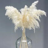 10 pcs Cream Color 60cm Pampas Grass Fluffy Dried Flowers Indoor Natural Flowers