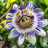 Passion Flower Vine Seeds Canada, Blue Passionflower Passiflora Spp., Ornamental Climbing Vines, Container Gardening, Annual Passiflore
