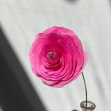 Ranunculus