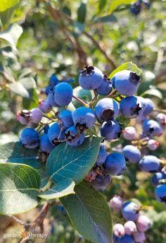 How To Grow Blueberries - Garden Therapy Flower Delivery