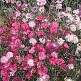 Cottage pink flowers 200 seeds